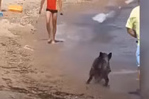 Video: Hết hồn cảnh lợn rừng rượt khách du lịch ở bãi biển Đức