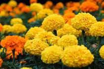 Trồng cây phong thủy ra hoa dịp cuối năm để đem tài lộc về nhà