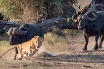 Video: Sư tử đang ngủ ngon bị trâu rừng cả tấn húc bay lên trời