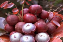 Những loại quả kỳ lạ chưa chắc người Việt đã biết