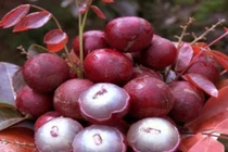 Những loại quả kỳ lạ chưa chắc người Việt đã biết