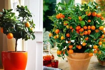 Loại cây cảnh Tết mang lại may mắn, tài lộc cho 12 con giáp