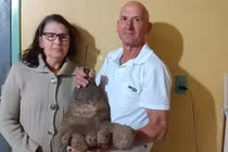 Củ khoai tây khổng lồ giống hệt bàn chân người