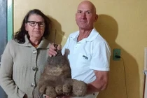 Củ khoai tây khổng lồ giống hệt bàn chân người