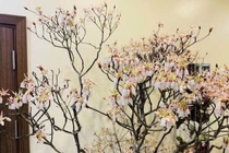 Hoa đào độc lạ, giá tiền triệu hút khách Hà thành mua trưng Tết