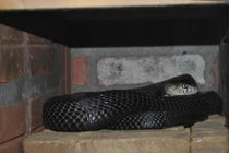 Ròng rã 20 năm nuôi rắn hổ mang-mãng xà cực độc ở Động Đạt