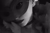 Thiếu nữ bán "cái ngàn vàng" 24 tỷ đồng báo hiếu mẹ