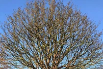 Cây mai trăm tuổi giá 4 tỷ đồng ở Quảng Ngãi