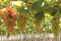 Đặc sắc những “nữ hoàng” nho nở hoa trên vùng đất hạn