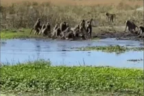 Video: Khỉ đầu chó hợp sức tấn công cá sấu để giải cứu thành viên