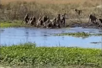 Video: Khỉ đầu chó hợp sức tấn công cá sấu để giải cứu thành viên