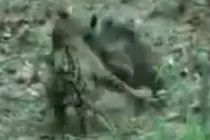 Video: Báo đốm Mỹ bại trận ê chề trước lợn lòi