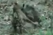 Video: Báo đốm Mỹ bại trận ê chề trước lợn lòi