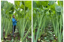 Vườn dọc mùng khủng, cao quá đầu người gây ngỡ ngàng
