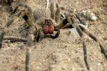 "Nhện lang thang Brazil", một trong những loài nhện độc nhất hành tinh