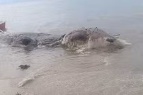 Thủy quái dài 9m dạt bờ Philippines bị dân kéo ngược lại biển