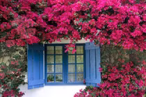 Xin được làm con nuôi để phụng dưỡng cha mẹ người yêu cũ