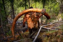 Cơn sốt tìm ngà voi ma mút ở Nga khi băng vĩnh cửu tan chảy