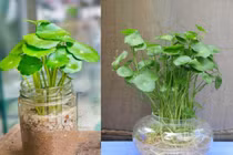 Loài cây mang may mắn đến cho những con giáp Tỵ, Ngọ, Tý