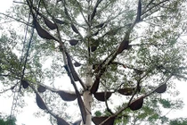 Chiêm ngưỡng cây gạo có hơn 60 tổ ong ở Nghệ An