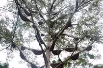 Chiêm ngưỡng cây gạo có hơn 60 tổ ong ở Nghệ An