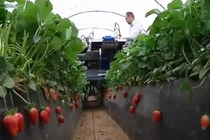 Những cỗ máy hái rau quả "trong nháy mắt" khiến dân tình "choáng"