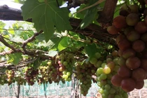 Kiếm tiền từ vườn nho rõ đẹp, khách tới ăn ngay tại vườn