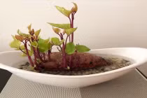 Loạt cây trồng trong nhà độc đáo, dễ chăm sóc