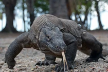 Video: “Lạnh gáy” cảnh rồng Komodo háu đói nuốt sống cả con khỉ