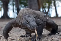 Video: “Lạnh gáy” cảnh rồng Komodo háu đói nuốt sống cả con khỉ