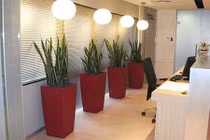 Chỉ đích danh loại cây giúp đuổi vận xui, hút tài lộc