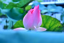 "Dâu nhà anh đều phải thế hết", nghe xong câu này tôi bỏ bạn trai luôn