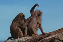 Video: Bầy sư tử xâu xé khỉ đầu chó, chỉ vài giây đã "diệt gọn" con mồi