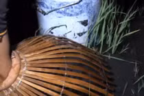 Video: Ra đồng sau cơn mưa lớn, hai người đàn ông thu hoạch đầy ắp xô