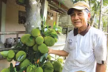 Cây mít lạ ở Bến Tre ra 200-300 trái