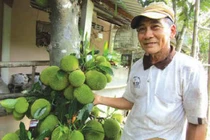 Cây mít lạ ở Bến Tre ra 200-300 trái