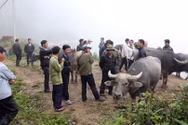 Chợ trâu bò lưng chừng cổng trời Mường Lống