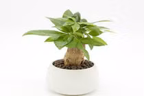 4 loài cây “con cháu thần tài”, hút tài lộc về cho gia chủ 