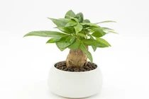 4 loài cây “con cháu thần tài”, hút tài lộc về cho gia chủ 