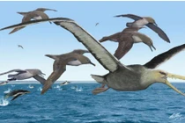 Loài chim khổng lồ từng thống trị bầu trời Nam cực