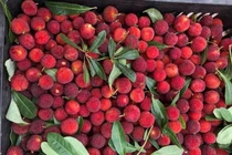 Giải nhiệt với quả thanh mai Trung Quốc: Coi chừng nuốt dòi vào bụng