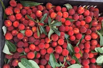 Giải nhiệt với quả thanh mai Trung Quốc: Coi chừng nuốt dòi vào bụng