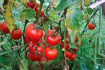 Cà chua Lạng Sơn: Đầu mùa bi đát, cuối vụ lên hương