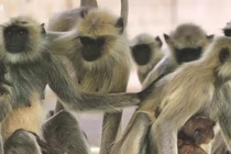 Video: Đàn khỉ khóc thương vì tưởng khỉ nhồi bông là khỉ con đã chết