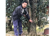 Đại gia cõng bao tải tiền, đổi ô tô tiền tỷ mua 4 cây mộc hương trăm tuổi