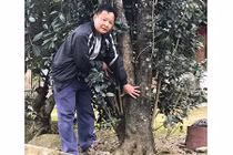 Đại gia cõng bao tải tiền, đổi ô tô tiền tỷ mua 4 cây mộc hương trăm tuổi