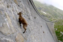 10 loài động vật có những khả năng đáng kinh ngạc