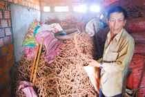 Thương lái lén lút thu mua rễ tiêu ở vùng dịch bệnh