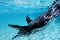 Nơi ngắm những động vật có một không hai trên trái đất