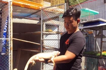 9X nuôi cả trăm con "quái vật" thú cưng rồng Nam Mỹ ở An Giang